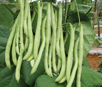 ichiban seeds beans